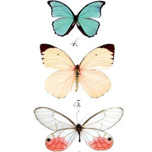 Meet your Posher, Cass